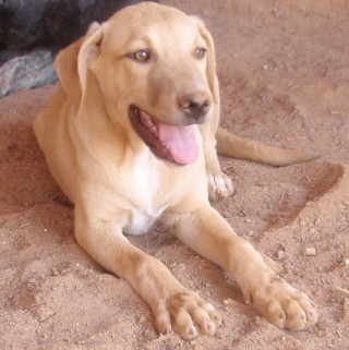 mindy c2 2450-410-14